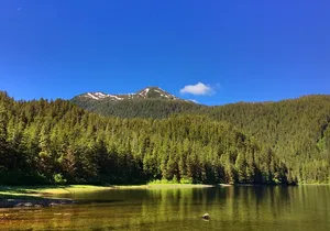 Alaska Bears and Silver Bay Homestead