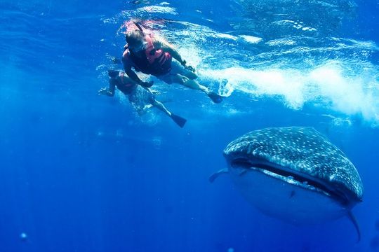 Private Whale Shark All Inclusive Experience