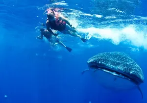 Private Whale Shark All Inclusive Experience