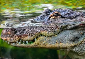 Cancun Speedboat with Crocodile Watching Jungle Tours Adventure
