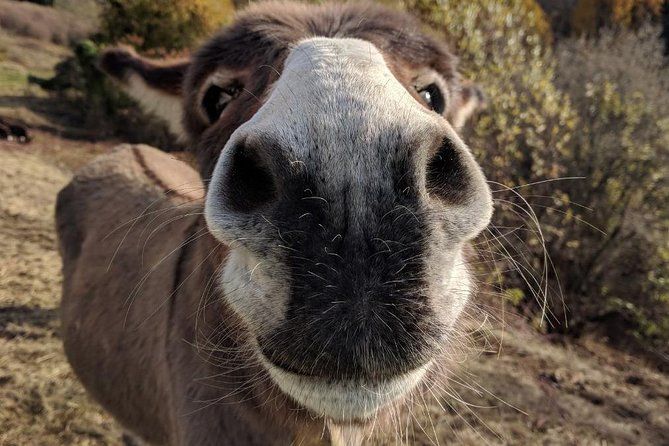 Hiking with donkeys