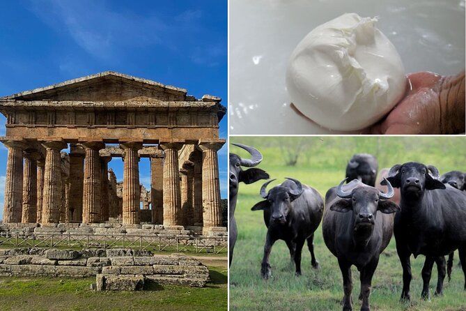 Paestum, Buffalo Mozzarella tasting & light lunch Private Tour