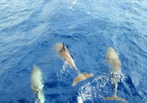 Luxury Opera 60 Whale & Dolphin Watching Experience