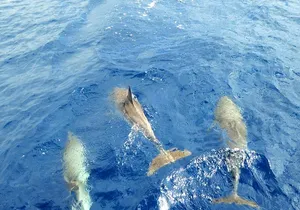 Luxury Opera 60 Whale & Dolphin Watching Experience