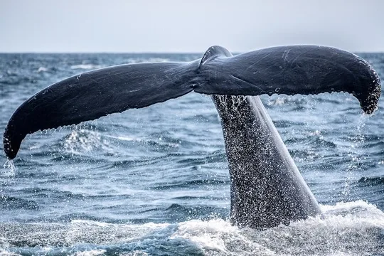 A UNIQUE Whalesongsnoosa Whale watching experience in noosa qld