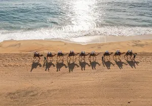 Sunset beach Camel ride with Mexican Buffet and Tequila Tasting