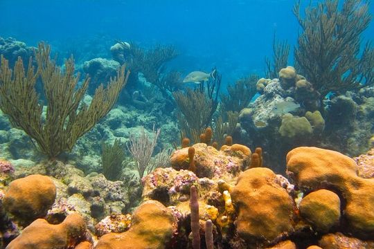 Turtles and Two Cenotes