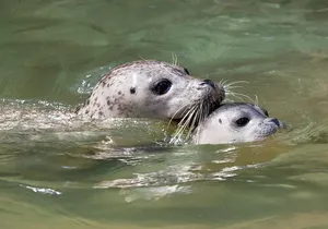 Snorkel, Kayak, and Seal Adventure: Vancouver Boat Tour