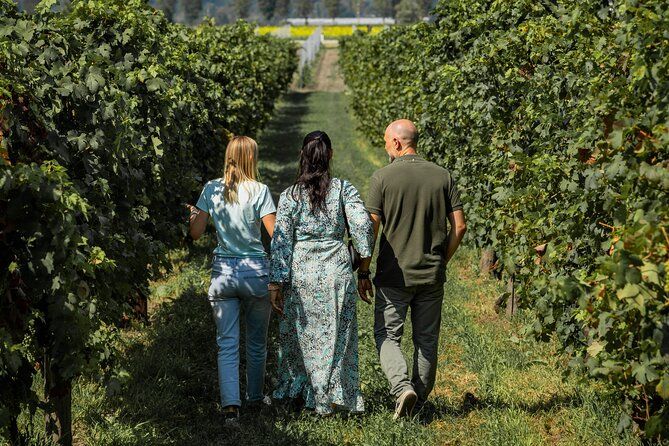 From Venice: Olive Oil & Wine Tour in the Venetian Hills