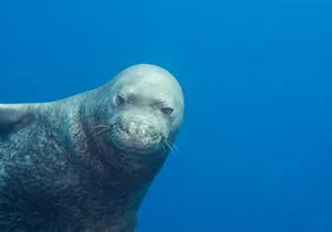 Scuba Dive at Ni’ihau (Forbidden island)