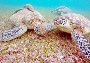 Turtles and Jungle Adventure