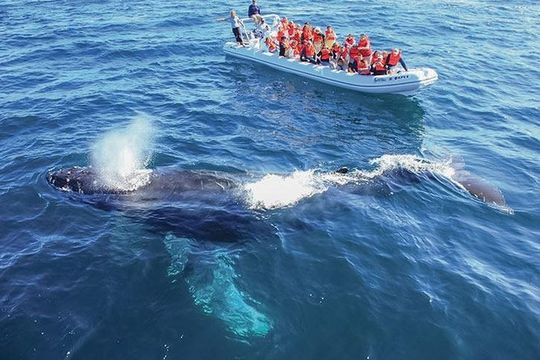 Whale Watching Cruise in Cabos San Lucas and Ground Transportation