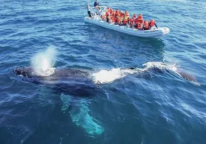Whale Watching Cruise in Cabos San Lucas and Ground Transportation