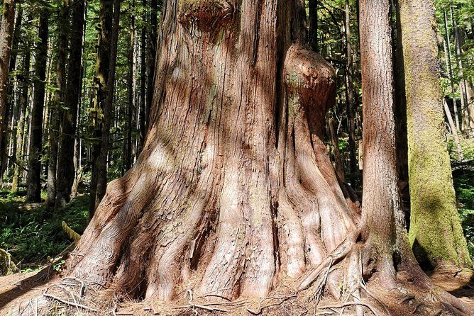 Sooke to Port Renfrew: Wild Pacific Adventure