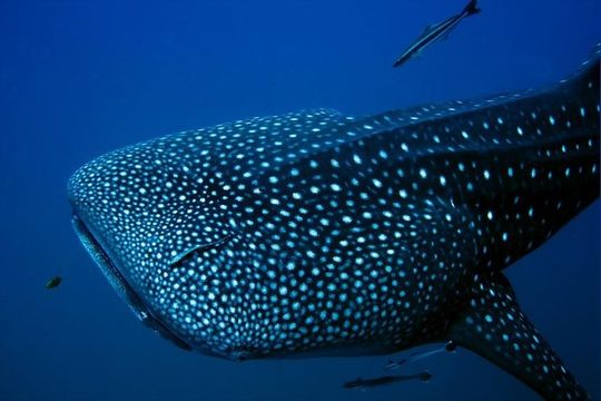 Whale Shark Adeventure Small Group | Isla Mujeres
