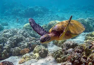 Eco Tour at Sian Kaan! Swim and Safari from Cancun