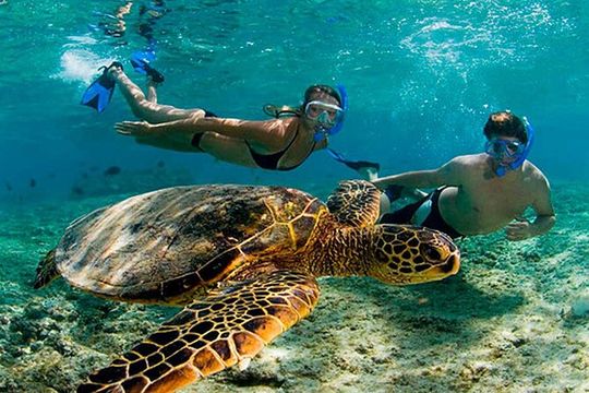 Amazing Tour: Tulum, Akumal Turtles & Cenote from Cancún
