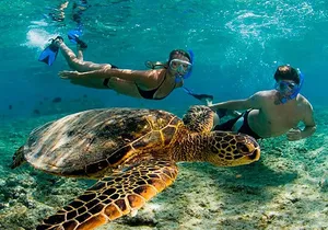 Amazing Tour: Tulum, Akumal Turtles & Cenote from Cancún