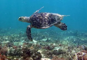 Tulum Private Boat Tour & Turtle Snorkeling Experience