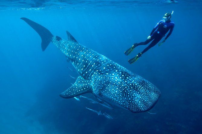 Cancun Whale Shark Encounter from Cancun