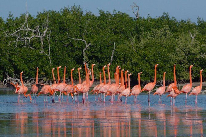 Rio Lagartos guided boat tour- Ek Balam from Valladolid