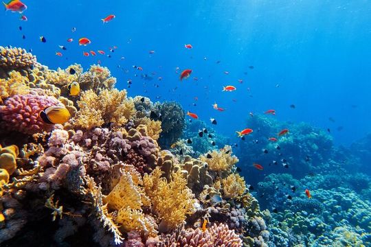 Tour in the Contoy Island Reserve Plus Visit to Isla Mujeres