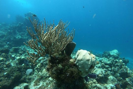 Nature Snorkel Experience in Cozumel! Round Transportation