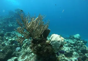Nature Snorkel Experience in Cozumel! Round Transportation