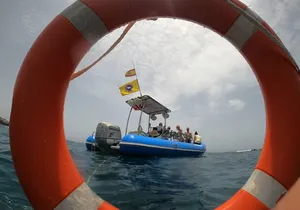 SEA SAFARI, Dolphins, Whales, snorkeling, snack and drink, 2 h speedboat