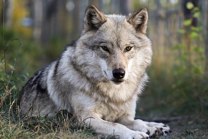 Yamnuska Wolfdog Sanctuary Walk Ticket in Canada