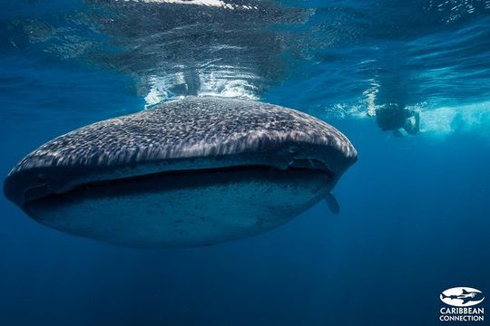 Cancun Whale Shark Encounter