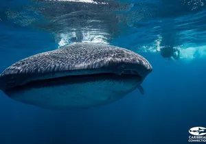 Cancun Whale Shark Encounter