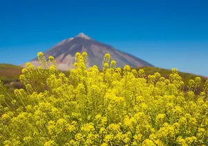 Guided Tour to Teide National Park in Tenerife