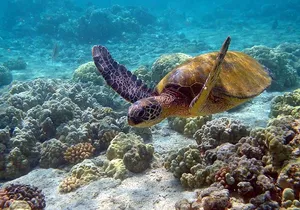 Sian Kaan Eco Adventure! Round Transportation From Playa Del Carmen