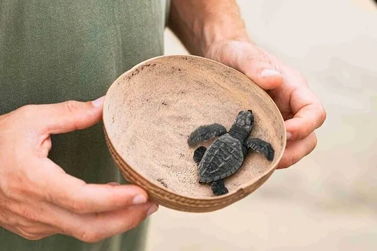 Full Day Tour Turtle Release and Bioluminescence