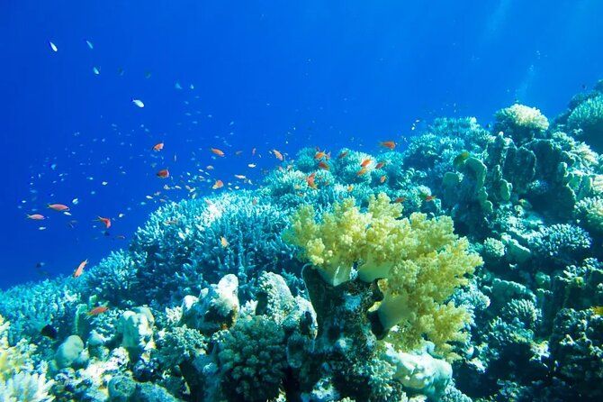 Isla Contoy Incredible Nature Tour From Cancun & Playa Del Carmen