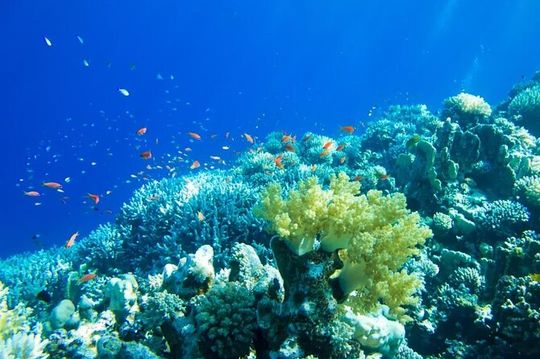 Isla Contoy Incredible Nature Tour From Cancun & Playa Del Carmen