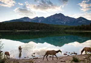 Banff PRIVATE Safari Drive and Custom Nature Walk -4H