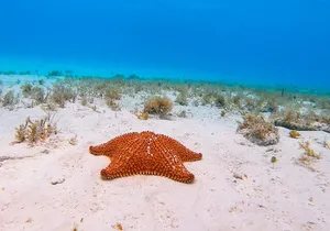 El Cielo the Breathtaking Snorkel Tour of Cozumel Cielito Beach & Lunch Included
