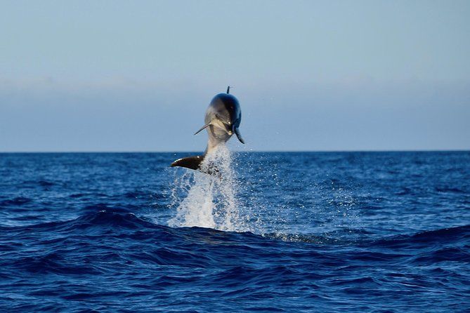 Lanzarote Sea Safari from Puerto calero