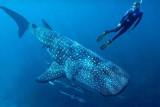 Eco Whale Shark Encounter
