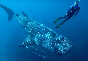 Eco Whale Shark Encounter