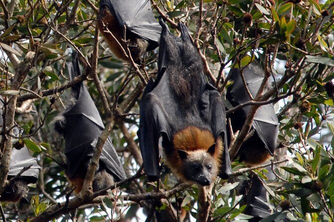Walking with Sydney Flying Foxes (Fruit Bats) Private Tour