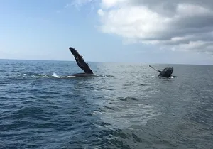 Whale watching