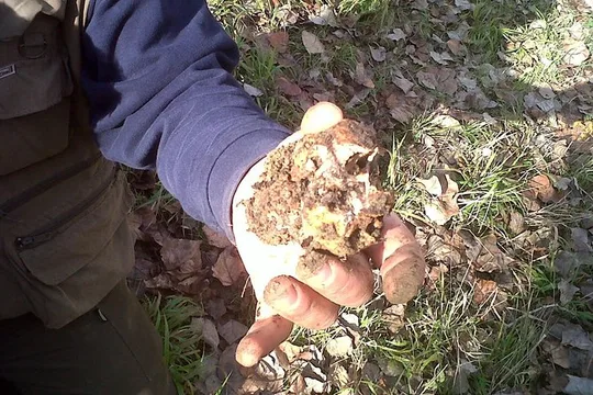 Truffle Hunting in Tuscany: Private Shore Excursion from Livorno Port