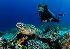 Waikiki Single Tank Scuba Reef Dive: Certified Diver