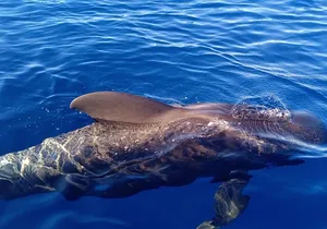 Private Charter 2 Hours Whale Watching Puerto Colon Adeje