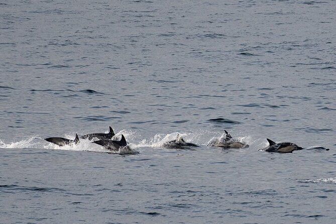 Fort William Seal Island Cruise