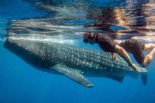 Eco Whale Shark Encounter