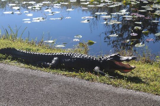Everglades Eco Airboat Tour with luxury transportation